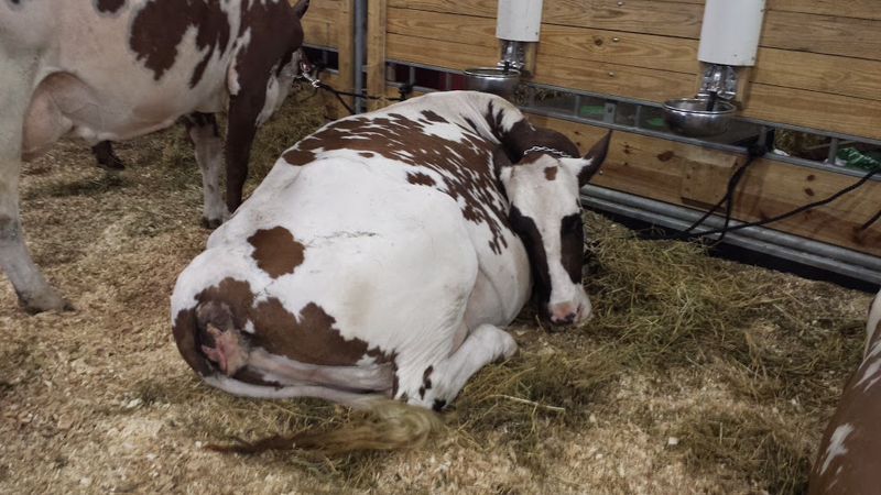 Illustration for article titled Cows at the Fair - I'm Famous and Exhausted